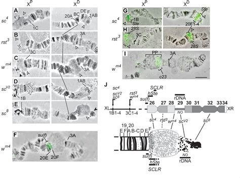 Figure From The Su Var Hp Complex Differentially Regulates The