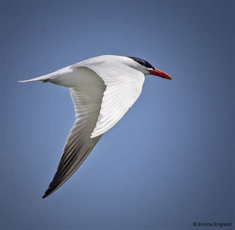 Caspian Tern Emma England Nature Photography