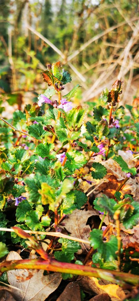 12 Eetbare Wilde Planten In Je Tuin Herkennen Eetbaar Paradijs