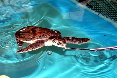 Kemp’s Ridley Sea Turtle – "OCEAN TREASURES" Memorial Library