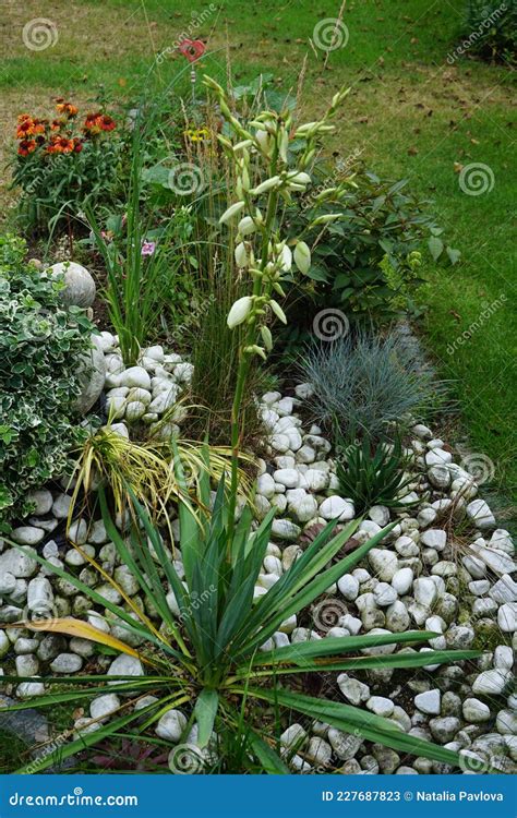 Yucca Blooming With White Flowers In July Yucca Is A Genus Of