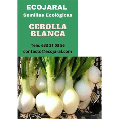 Semillas ecológicas de cebolla blanca Comprar Semillas Hortícolas en