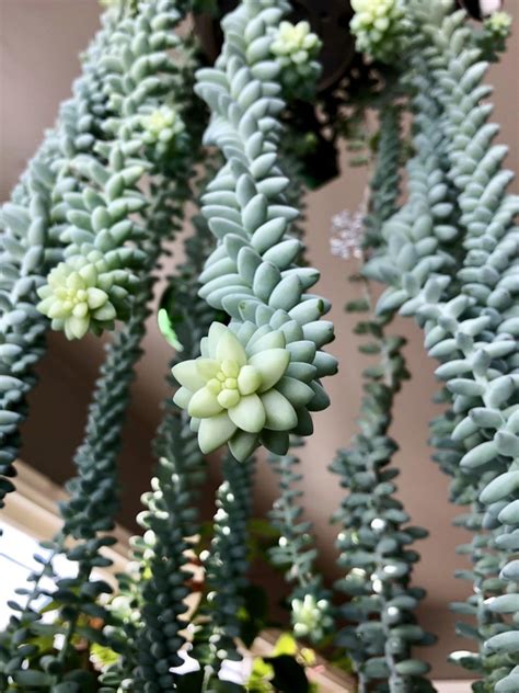 Burros Tail Sedum Morganianum Photorator