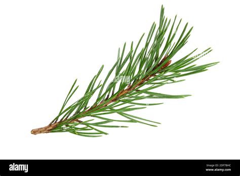 Green Natural Pine Branch Isolated On White Stock Photo Alamy