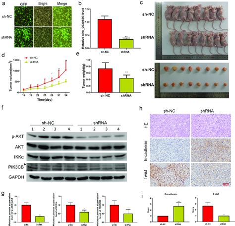 Interference With Hsa Circ 0030586 Inhibited Tumorigenesis In Nude