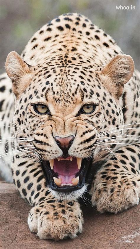 Leopard Is Roar HD Wallpaper