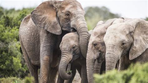 Por Qué Algunos Elefantes En África Están Naciendo Sin Colmillos Bbc