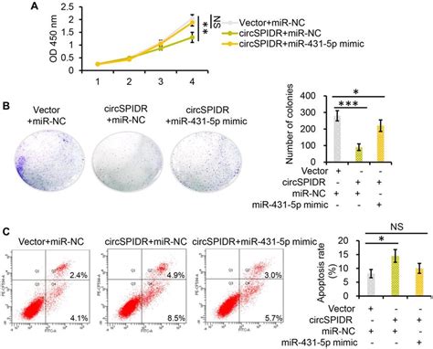 Mir P Reverses The Tumor Suppressive Effects Of Circspidr In Cadc