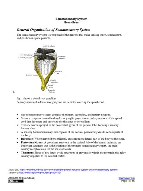 General Organization of Somatosensory System | PDF | Somatosensory ...