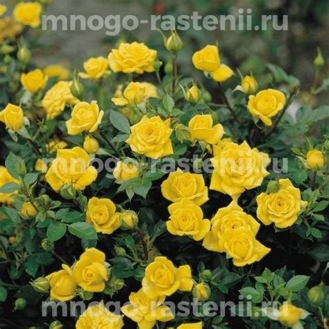 Саженцы Роза Голд купить по цене 660 руб. в Москве с доставкой из питомника