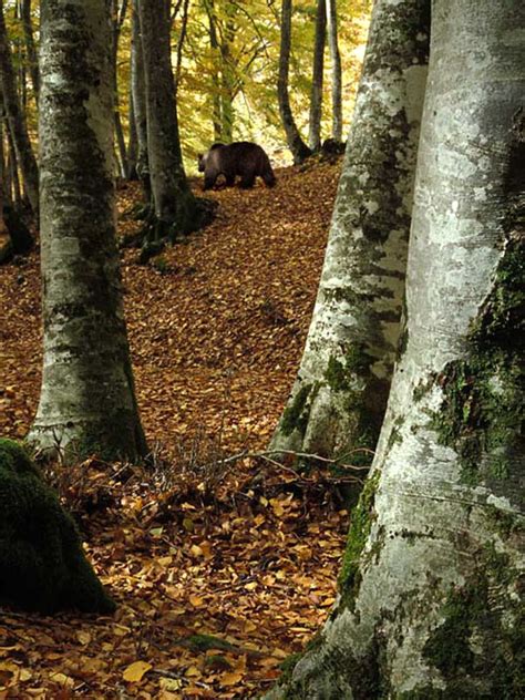 Sui Crinali Dell Orso E Del Lupo Parco Nazionale D Abruzzo Lazio E