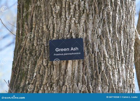 Green Ash Tree Stock Photo Image Of Calm Hickory Hawthorn 68718268