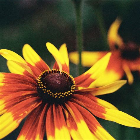 MiniBeckia CS – Chelsea Garden Center