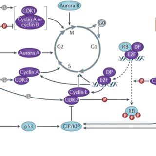 Evolution of the cell cycle and the main regulatory proteins. Mitogenic ...