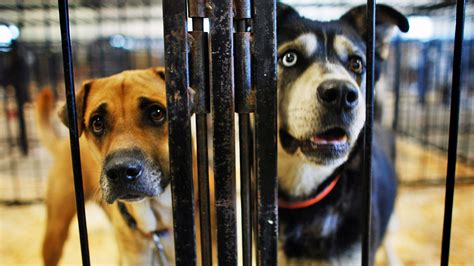 Clear The Shelters Nbc New York