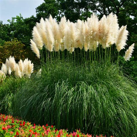 Pampas Grass for Sale | FastGrowingTrees.com