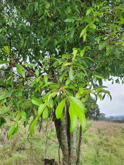 Red Fruited Olive Plum From Ipswich West Queensland Australia On