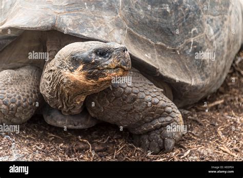 Giant Tortoise, (Geochelone nigra), the largest living species of tortoise, native to The ...