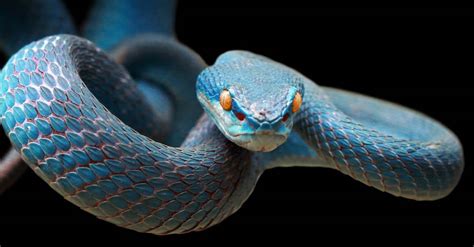 These Are The Most Stunning Blue Snakes