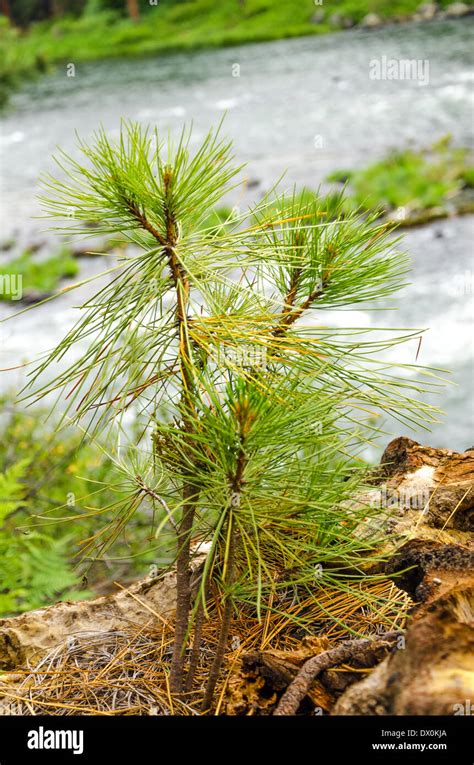 Small Pine Tree Sapling Growing In A Forest Stock Photo Alamy