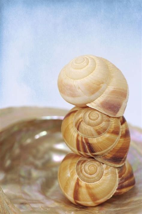 Muschel Schnecke Schneckenhaus Kostenloses Foto Auf Pixabay