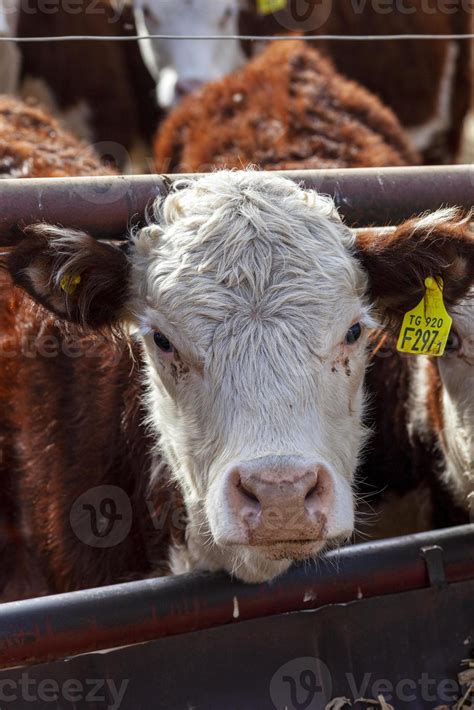 hereford cattle farm 22464893 Stock Photo at Vecteezy