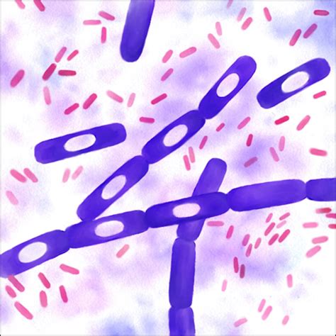 Bacillus Cereus Gram Stain