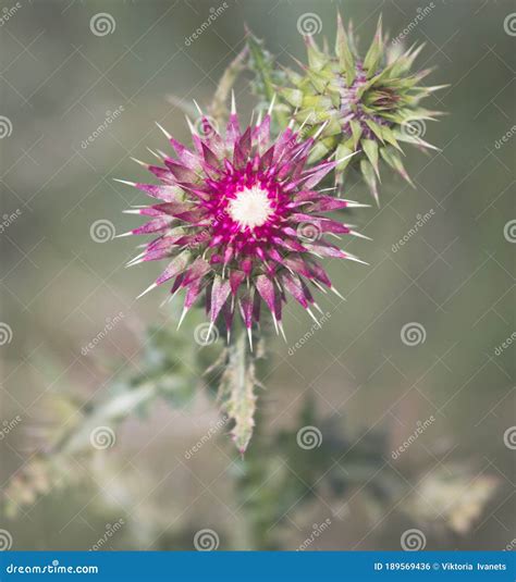 Sharp Wild Plant Carduus Nutans, Common Names Musk Thistle, Nodding