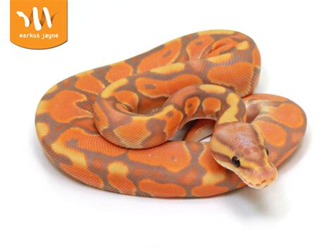 Morph List - World of Ball Pythons