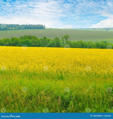 Campo Del Canola Y Cielo Azul Con Las Nubes Ligeras Imagen De Archivo