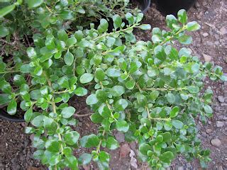 Coprosma Repens O Planta Espejo Descripci N Y Cultivo