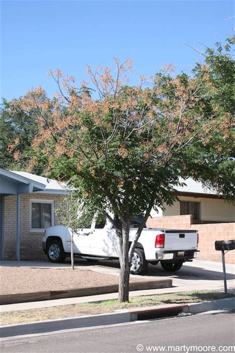 Chinaberry Trees Dense Shade Producing Trees For The Desert Southwest