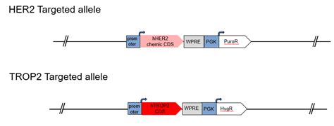 B Tghher2htrop2 Mc38 Biocytogen