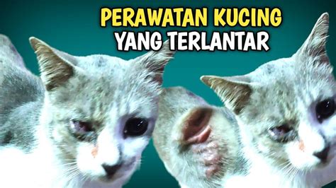 PENANGANAN KUCING LIAR YANG TERLANTAR Dokter Hewan Irfan YouTube