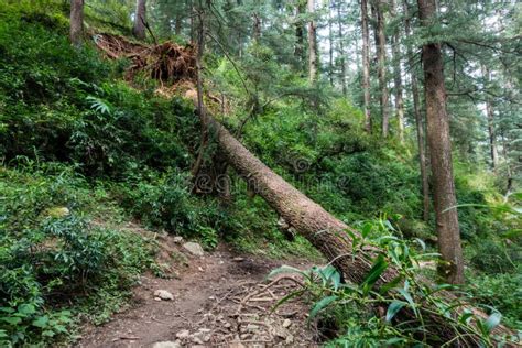 A Fallen Deodar Tree in the Forest of Uttarakhand, India Stock Image - Image of fallen, summer ...