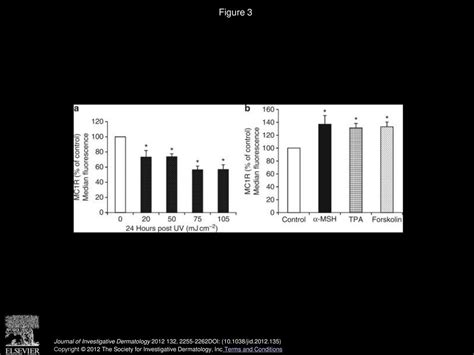 Defining MC1R Regulation in Human Melanocytes by Its Agonist α