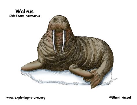 Walrus