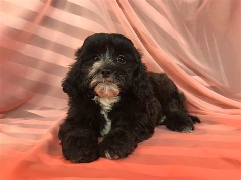 Breeders, Black and White, Poodle Shih Tzu Mix, Iowa, Minnesota, Illinois