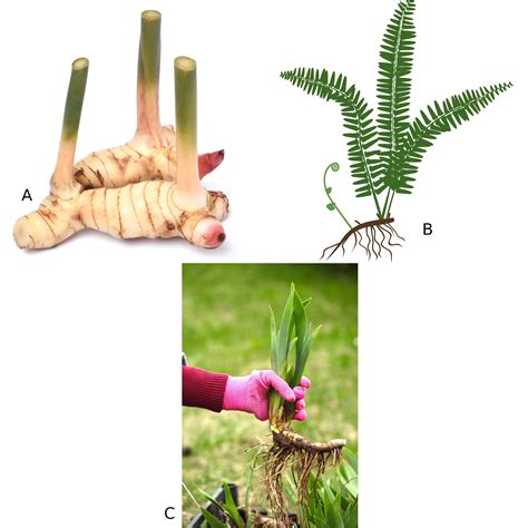O Que Caule 10