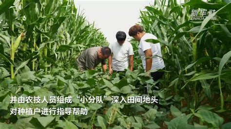 河北：大豆玉米带状复合种植长势良好有望“一季双收” 凤凰网视频 凤凰网