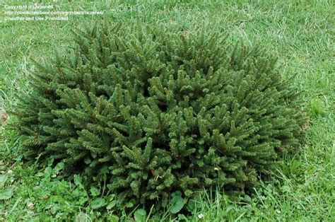 Plantfiles Pictures Dwarf Norway Spruce Pumila Picea Abies By Hczone6