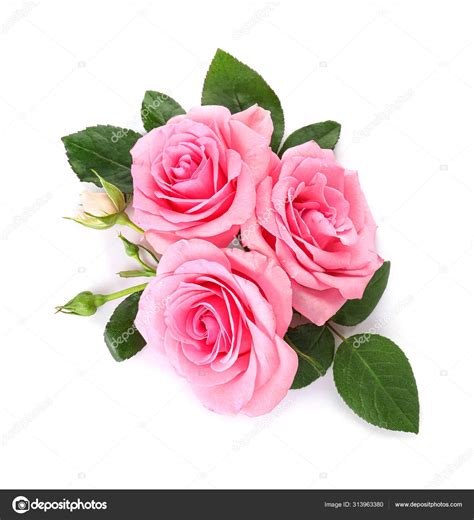 Beautiful Rose Flowers Background Images | Best Flower Site