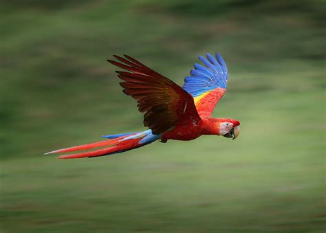 Scarlet Macaw Flying