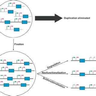 Mechanism of Gene Duplication | Download Scientific Diagram