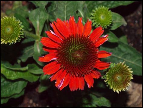 SOMBRERO SALSA RED CONEFLOWER Hinsdale Nurseries Welcome To