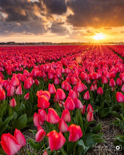 Tulip fields of Holland, Netherlands