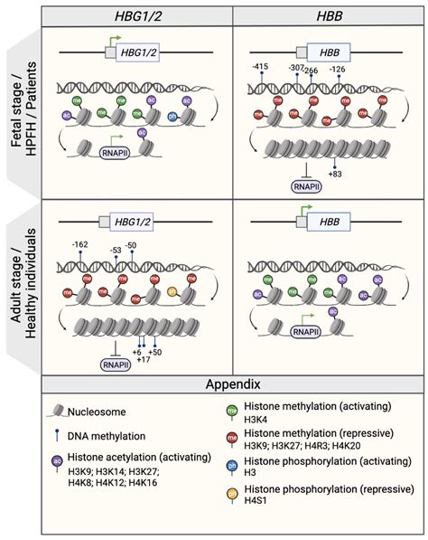 Epigenetic Regulation of the β Globin Genes Encyclopedia MDPI