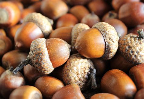 How To Eat Acorns The Absolute Easiest Way Hg