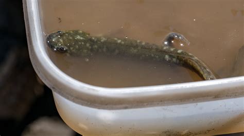 California tiger salamander larvae – renae.org