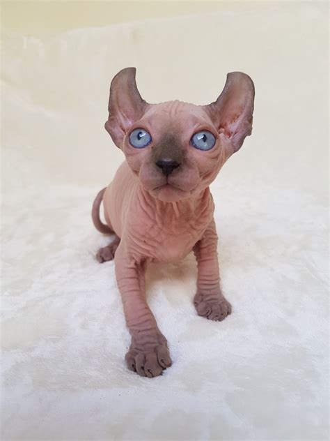 Sphynx Cats For Sale | Fairfield, AL #313837 | Petzlover